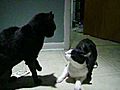 The catnip fight of 07