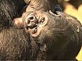 Gorilla Baby Has A Name