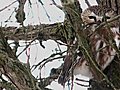 Northern Saw Whet Owl