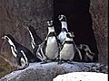 Penguins check out their new home