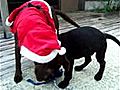 Lab puppy with her mother