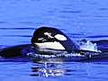 The Coolest Stuff on the Planet: Killer Whales of B.C.