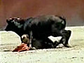 Midget Bullfighting