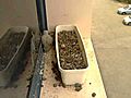 Gilat Kestrel nest - 2 chicks,  1 prey