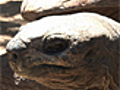 News: Zoo Logic :: Aldabra Giant Tortoise