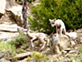 Yellowstone’s Baby Animals