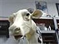 Animatronic Cow Testing! Got Milk?