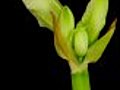 Time-lapse Opening White Amaryllis Bud Against Black Background 10 Stock Footage