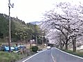 桜満開の海津大崎 12