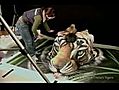 The Last South China Tiger