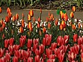 Les 4,5 millions de tulipes de Keukenhof