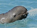 Rare Australian dolphin under threat