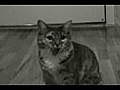 Kitty Criminal (Singing Cat Music Video)