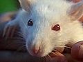 How To Care For a Pet Rat