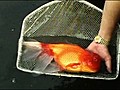 World’s BIGGEST Goldfish?