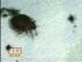 Baltimore Sees Increase In Bedbugs