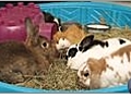 Rabbit Care - Proper Housing for your Rabbit