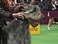 Westminster Kennel Club Dog Show - Best of Hound Group,  Part 2