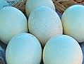 Rain delay for ostrich eggs