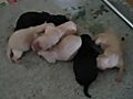 The Sound Of Newborn Puppies