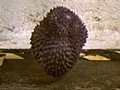 Durian