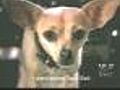 Taco Bell Dog Passes Away