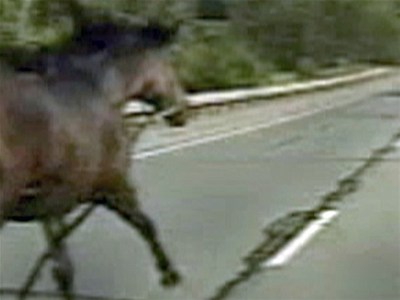 Police of chase down runaway horse