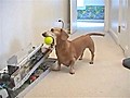 Automatic Dog Fetcher