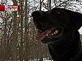 Dog Saves Man During Snowstorm