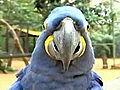 Zoo seeks girlfriend for endangered parrot