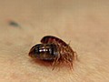 Bedbugs and Psychological Disorders