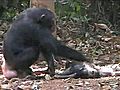 Gli scimpanzè vanno in lutto come gli uomini