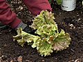 April Gardening Tips - Vegetable Garden