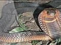 Cobra Snake Escapes From Bronx Zoo