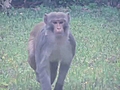 [Video] Infamous monkey spotted in St. Pete man’s yard