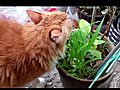 My Cat is Vegeterian