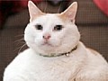 Fat cats: Most U.S. pets overweight