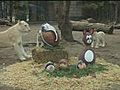Lion 'eats' Easter bunny