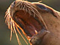 Orca vs. Sea Lion