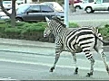 Zebras escape from Calif. owners home