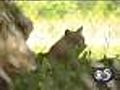 Animals get icy treats at New Zoo