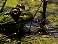 National Geographic Animals - Bullfrogs Eat Everything