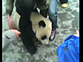 Panda Cubs Rescued After Quake