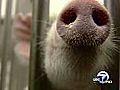 UC Davis explains swine flu anatomy