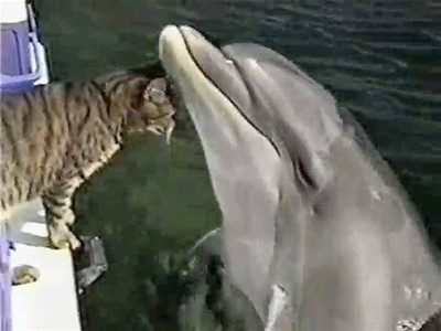Cute Cat Befriends Dolphin