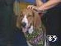 'Copper' - Walker Coonhound - #5413385
