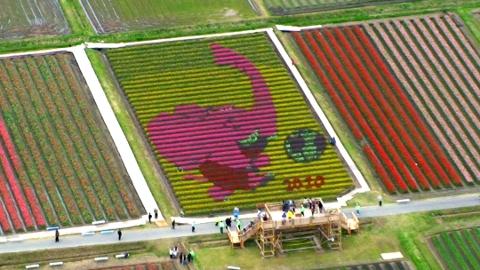 Ｗ杯の年だゾウ　兵庫・豊岡にチューリップアート