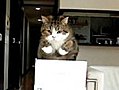 Super Slow Motion Cat Jumping Out of a Box