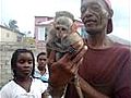 St Kitts Green Vervet Monkeys from the Caribbean