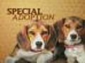 100 Beagles Rescued From Lab,  Up For Adoption